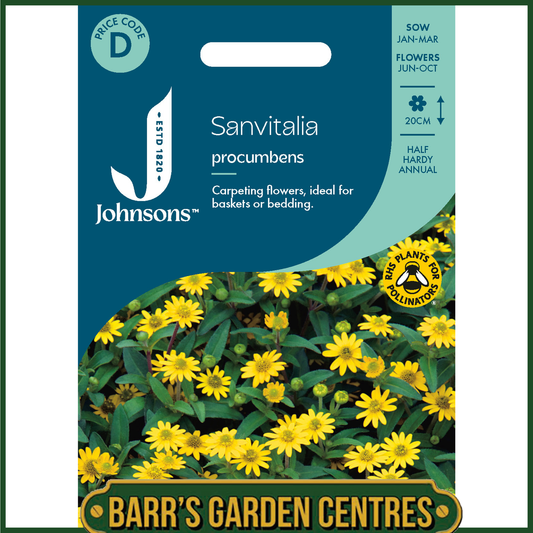 Johnsons - Sanvitalia Procumbens - 300 Seeds