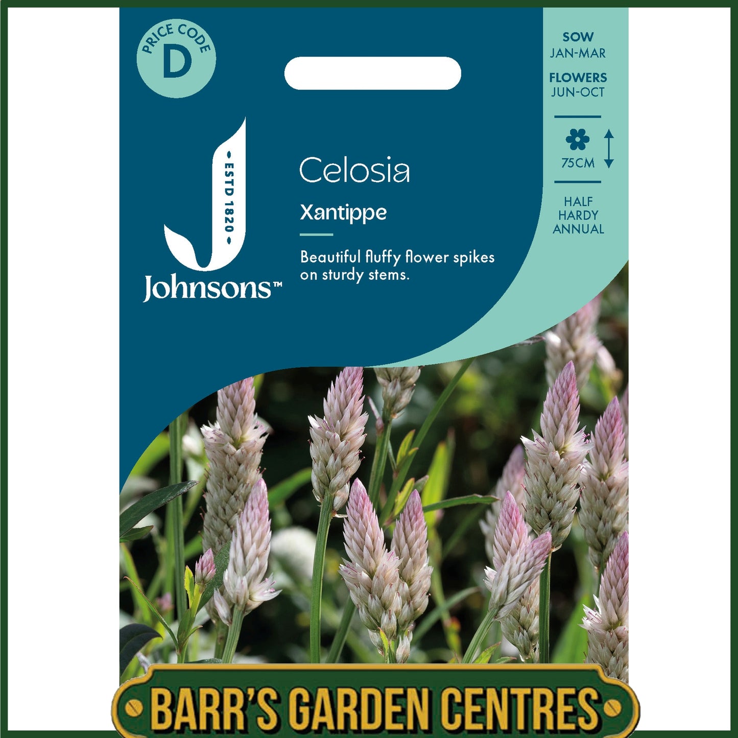 Johnsons - Celosia Xantippe - 200 Seeds