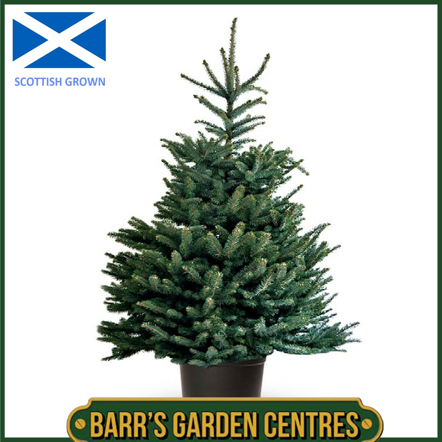 BLUE SPRUCE - POT GROWN REAL CHRISTMAS TREE -  SIZE: 80cm - 100cm (2.5ft-3ft)