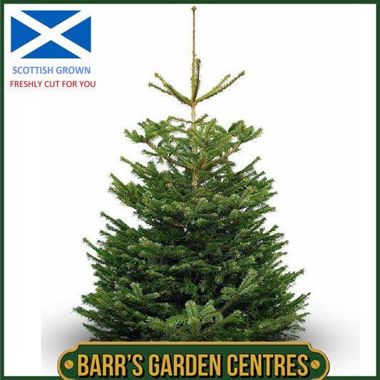 NORDMANN FIR - FRESH CUT REAL CHRISTMAS TREE -  SIZE: UPTO 4ft
