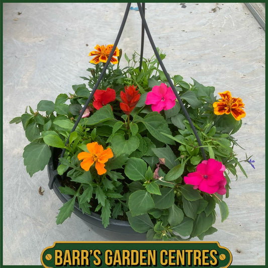10" PLANTED HANGING POT