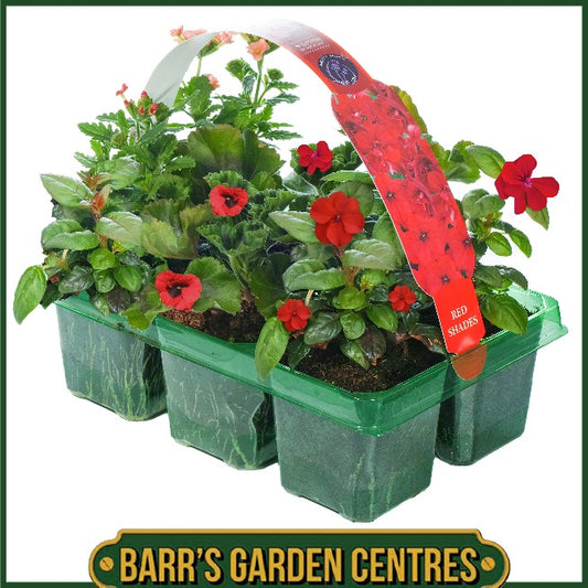 RED SHADES HANGING BASKET/CONTAINER PLANTS (6 PACK)