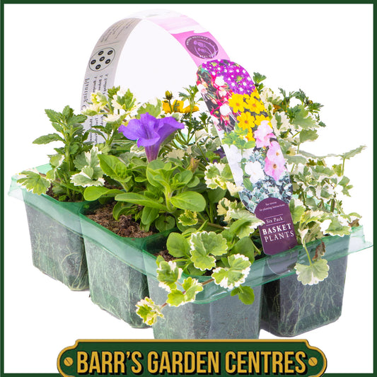 MIXED HANGING BASKET/CONTAINER PLANTS (6 PACK)