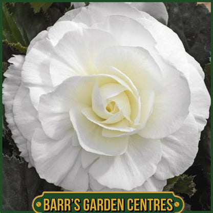 BEGONIA NON-STOP WHITE 6 PACK