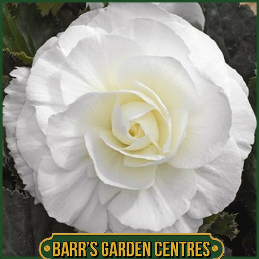 BEGONIA NON-STOP WHITE 6 PACK