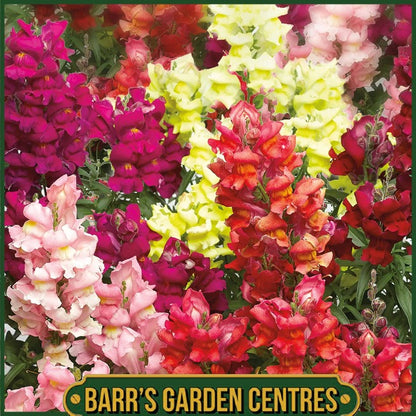 ANTIRRHINUM  MIX 6 PACK