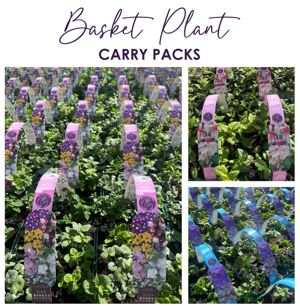 BLUE SHADES HANGING BASKET/CONTAINER PLANTS (6 PACK)