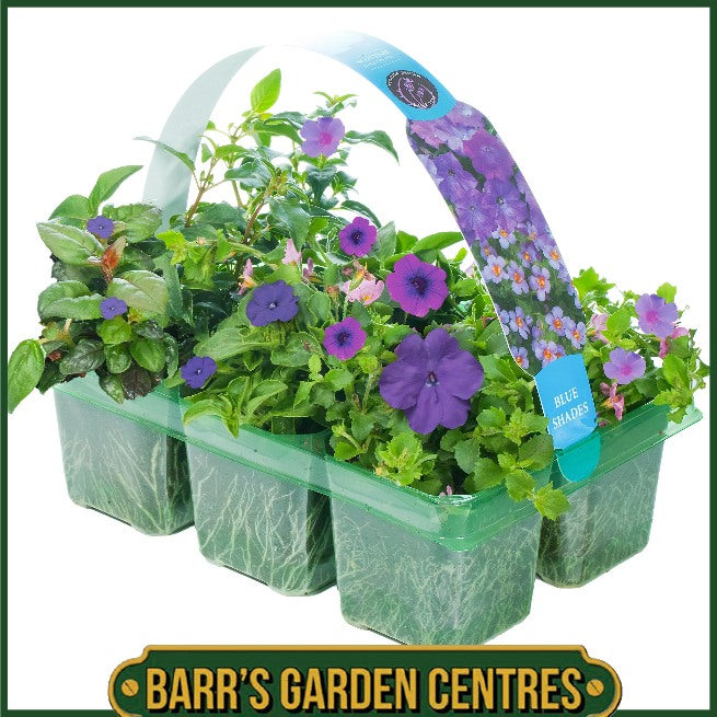 BLUE SHADES HANGING BASKET/CONTAINER PLANTS (6 PACK)