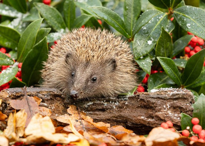 Barr's Garden Centres Gift Card