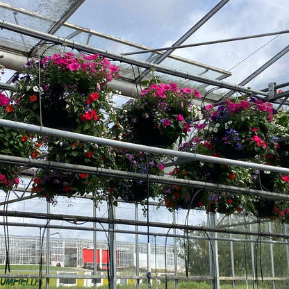 14" PLANTED HANGING BASKET