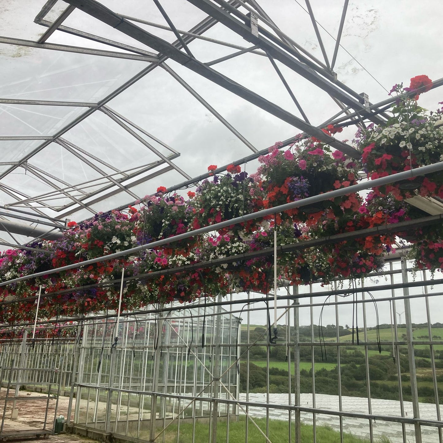 14" PLANTED HANGING BASKET