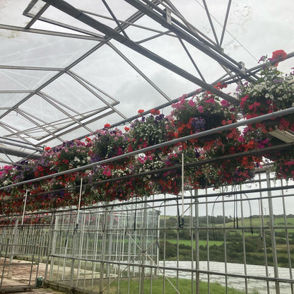 14" PLANTED HANGING BASKET