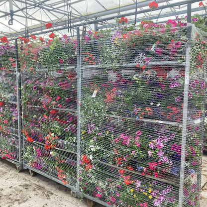 14" PLANTED HANGING BASKET