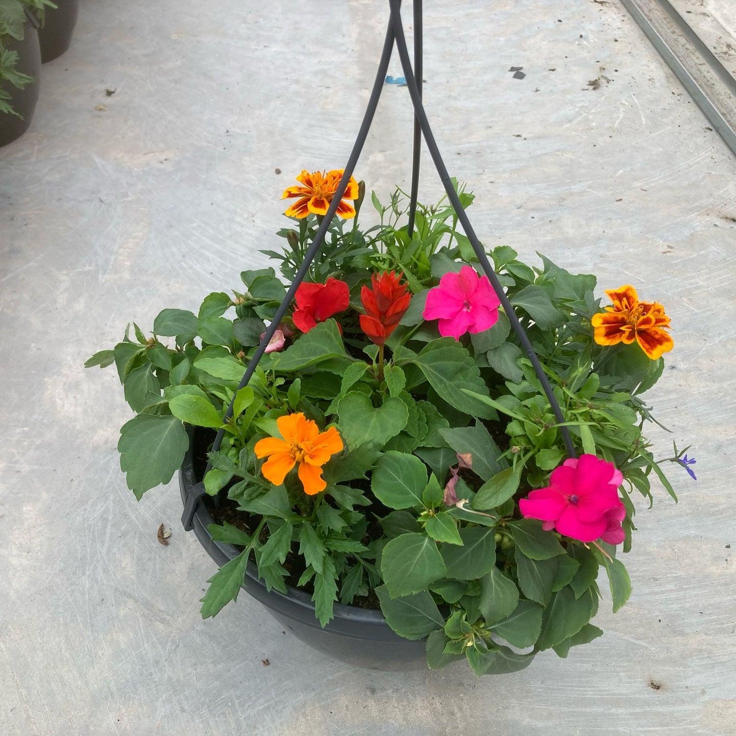 10" PLANTED HANGING POT