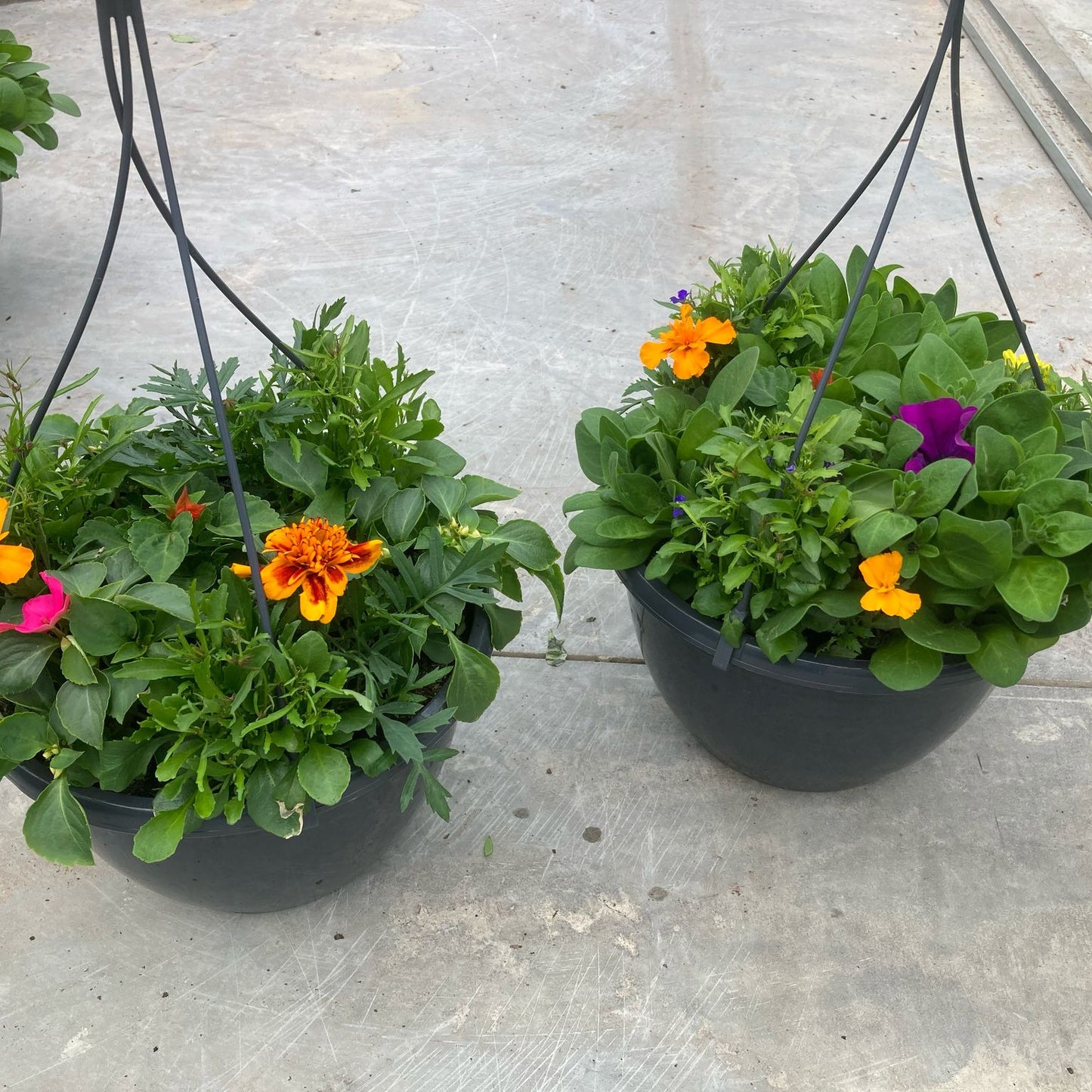 10" PLANTED HANGING POT