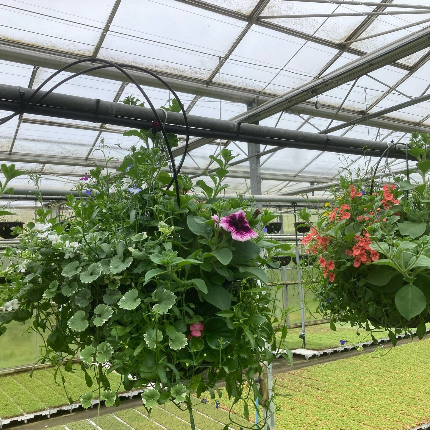 14" PLANTED HANGING BASKET