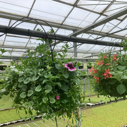 14" PLANTED HANGING BASKET