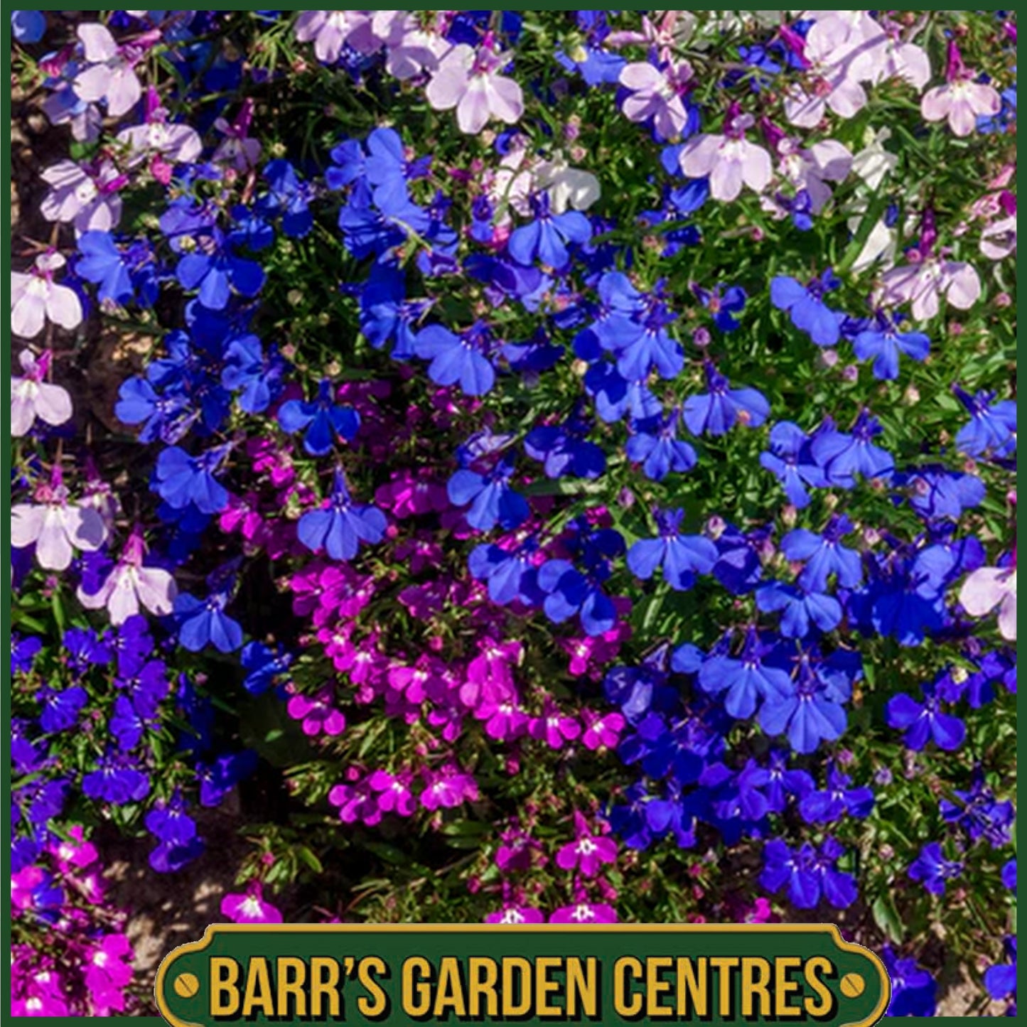 LOBELIA BUSH MIX 20 PACK