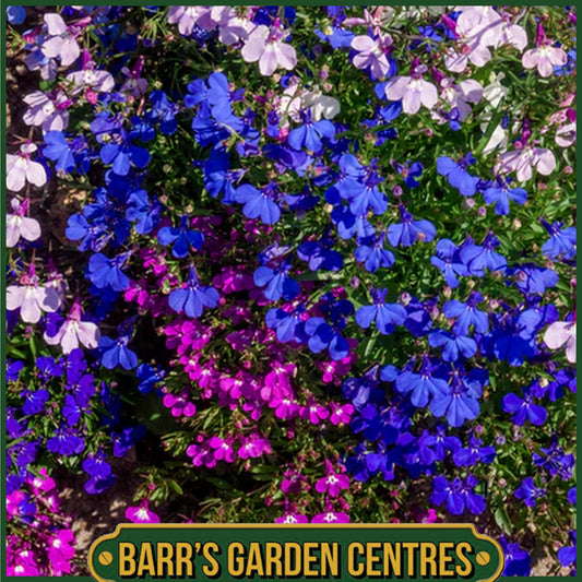 LOBELIA BUSH MIX 20 PACK