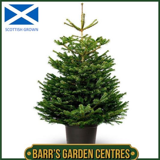 NORDMANN FIR - POT GROWN REAL CHRISTMAS TREE -  SIZE: 80cm - 100cm (2.5ft-3ft)