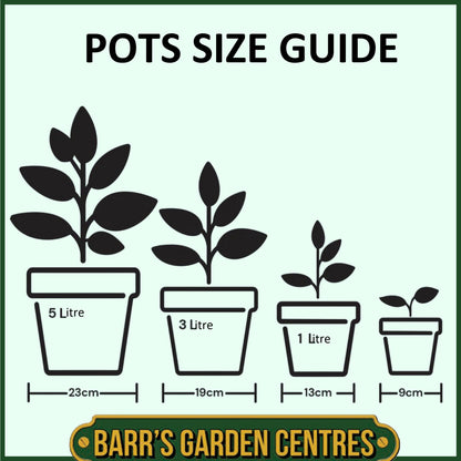 Nurseryman's Selection of Alpines in 1 litre pots