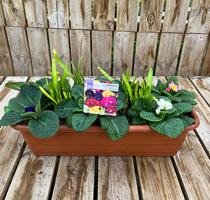 Primrose Planters 🌺