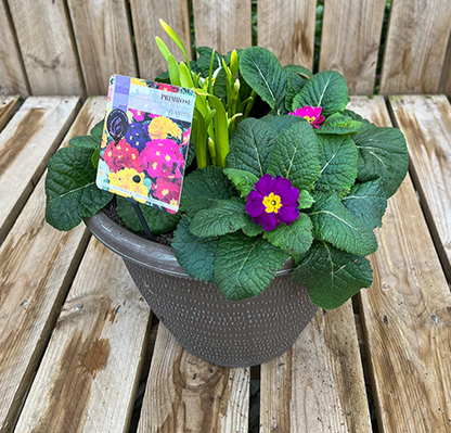 Primrose Planters 🌺