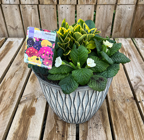 Primrose Planters 🌺