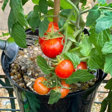 Levington® Tomorite® Concentrated Tomato Food 1.2L - 2.5L