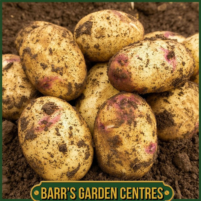 Kestrel Potatoes 2KG