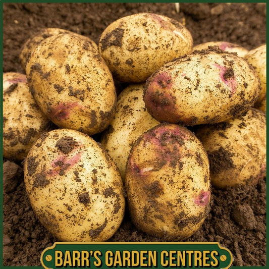 Kestrel Potatoes 2KG