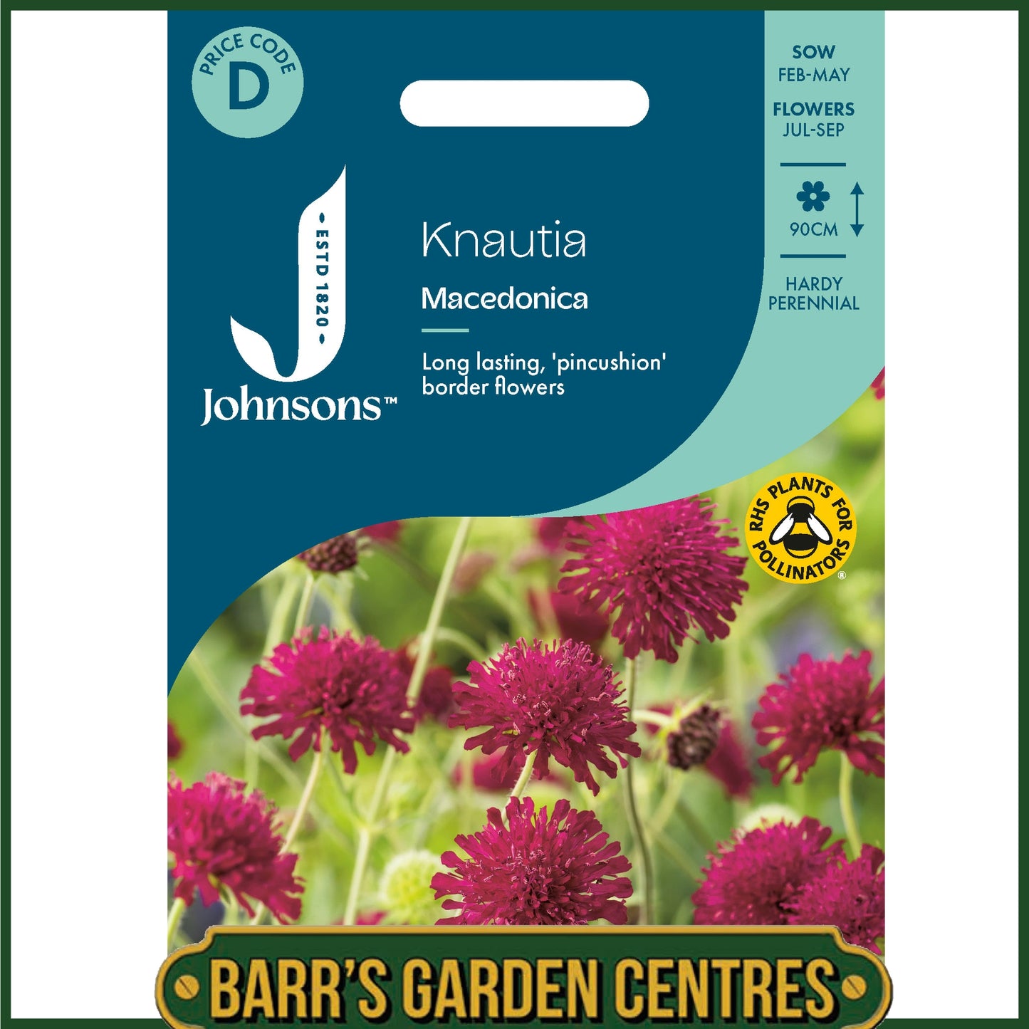 Johnsons - Knautia Macedonica - 50 Seeds