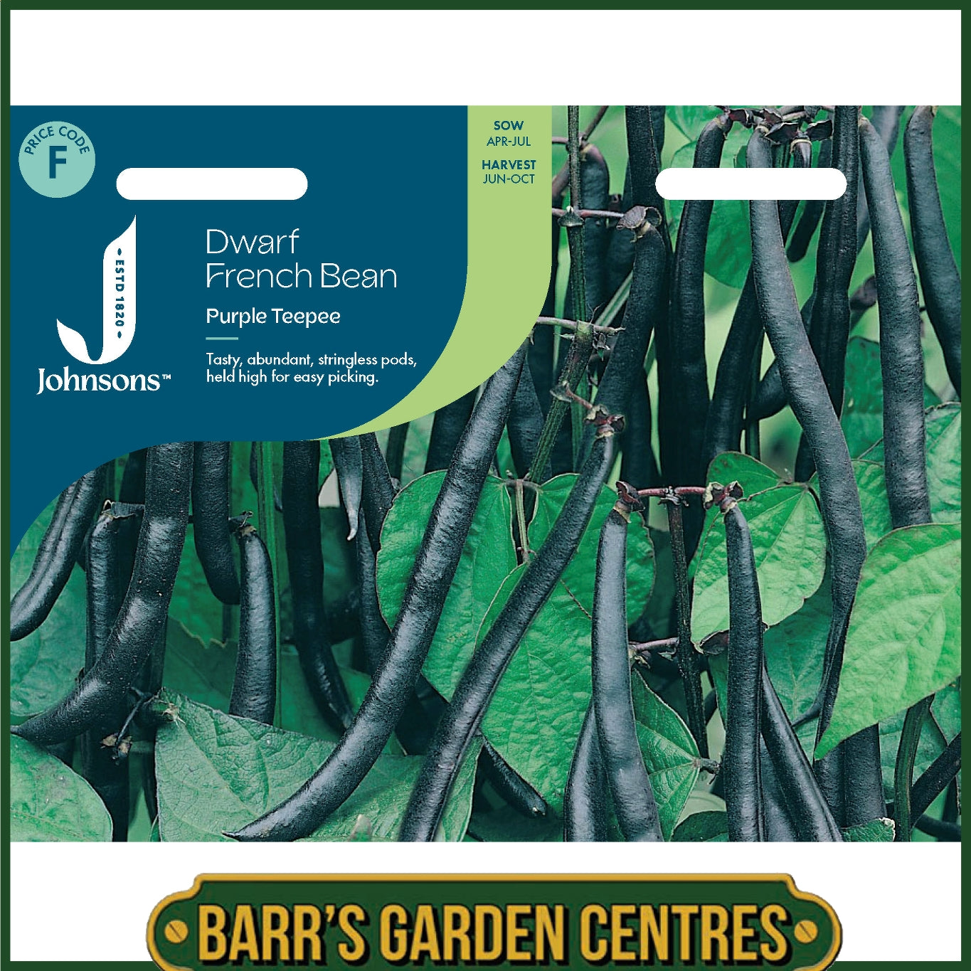 Johnsons - Dwarf French Bean Purple Teepee - 100 Seeds
