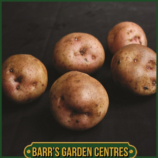 Kerrs Pink Potatoes 2KG