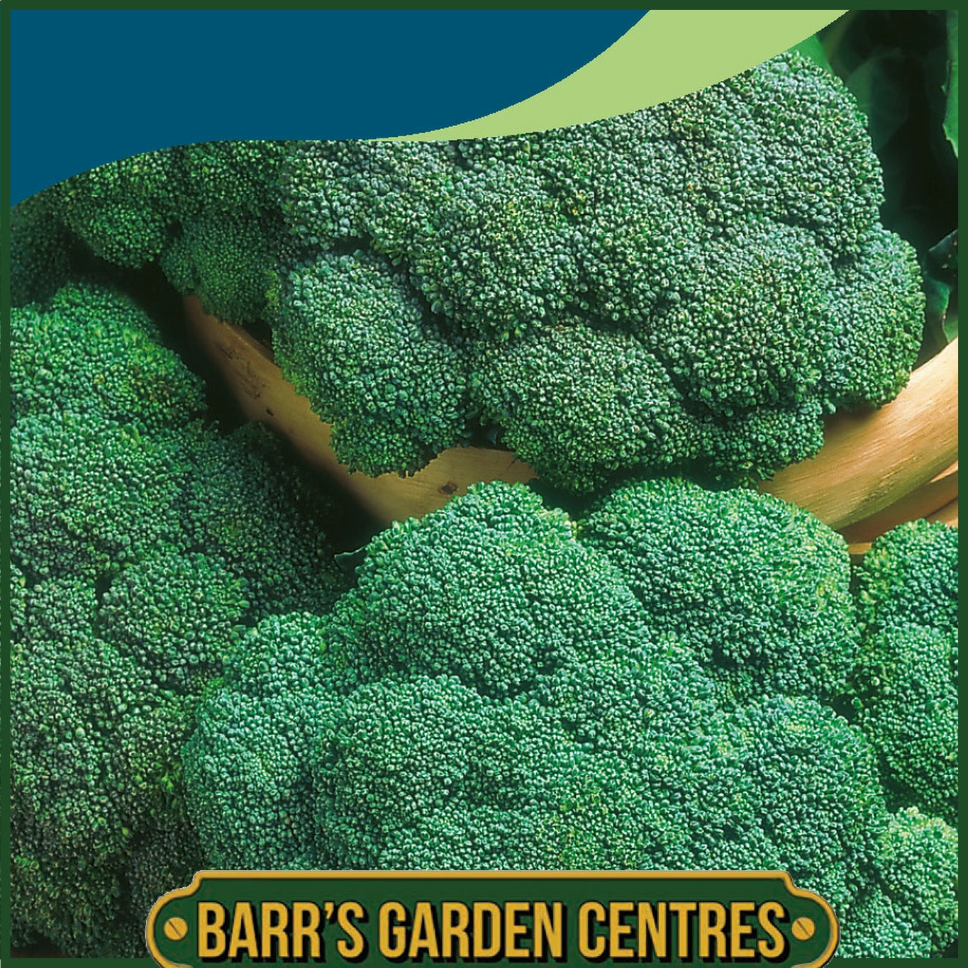 Johnsons - Broccoli (calabrese) Matsuri F1 - 50 Seeds