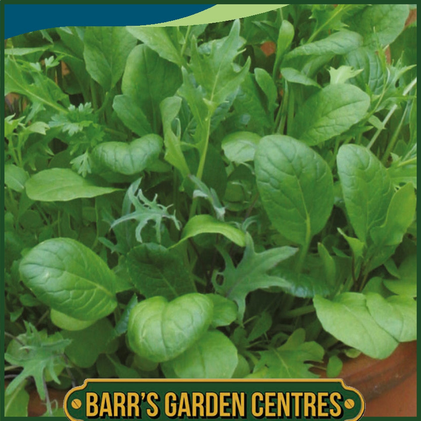 Johnsons - Salad Leaves Mild Mix - 500 Seeds