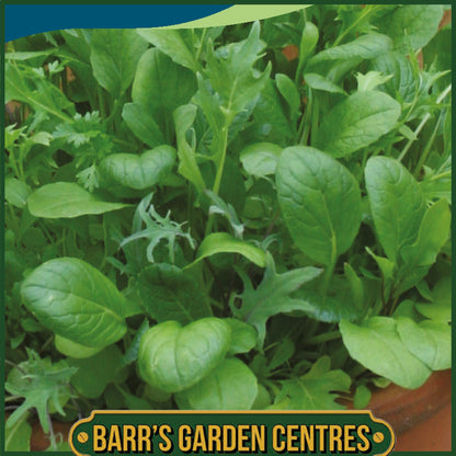 Johnsons - Salad Leaves Mild Mix - 500 Seeds