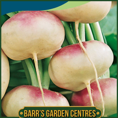 Johnsons - Turnip Purple Top Milan - 1750 Seeds