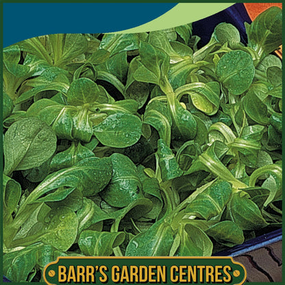 Johnsons - Lambs Lettuce Favor - 350 Seeds