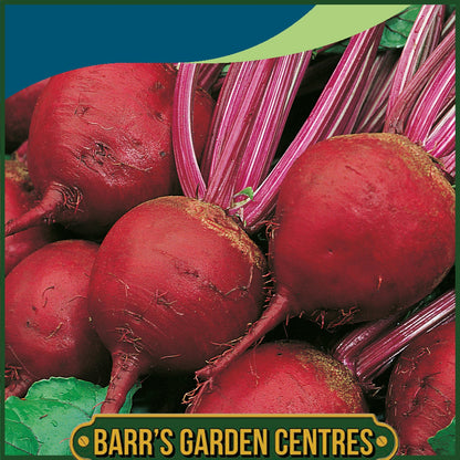 Johnsons - Beetroot Perfect 3 - 250 Seeds
