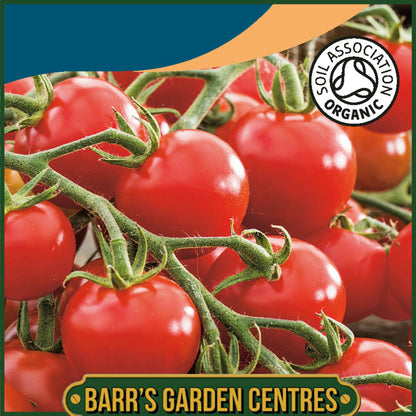 Johnsons - Organic Vegetable - Tomato Cerise - 30 Seeds