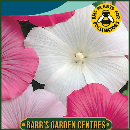 Johnsons - Lavatera Pastel Mix - 75 Seeds