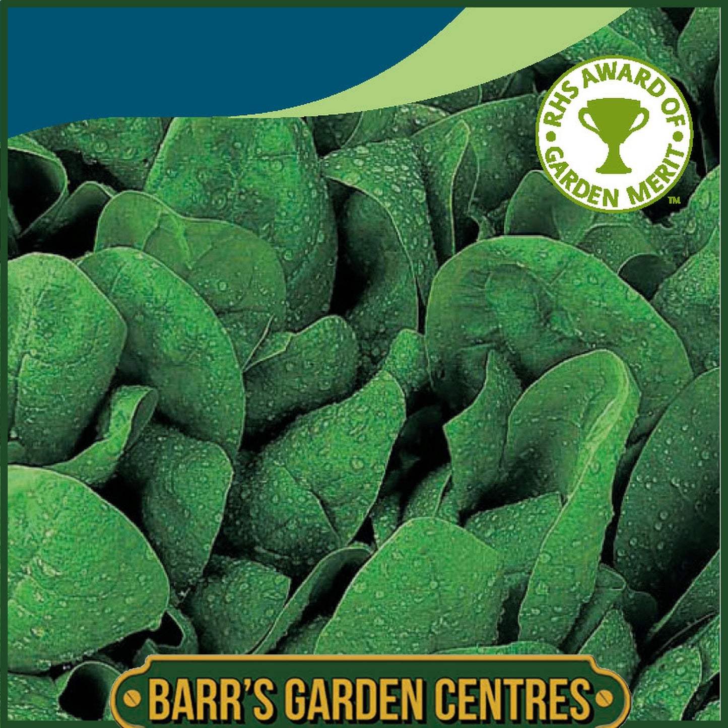 Johnsons - Spinach Apollo F1 - 250 Seeds