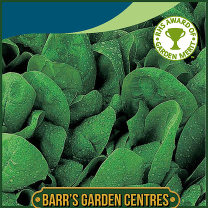 Johnsons - Spinach Apollo F1 - 250 Seeds