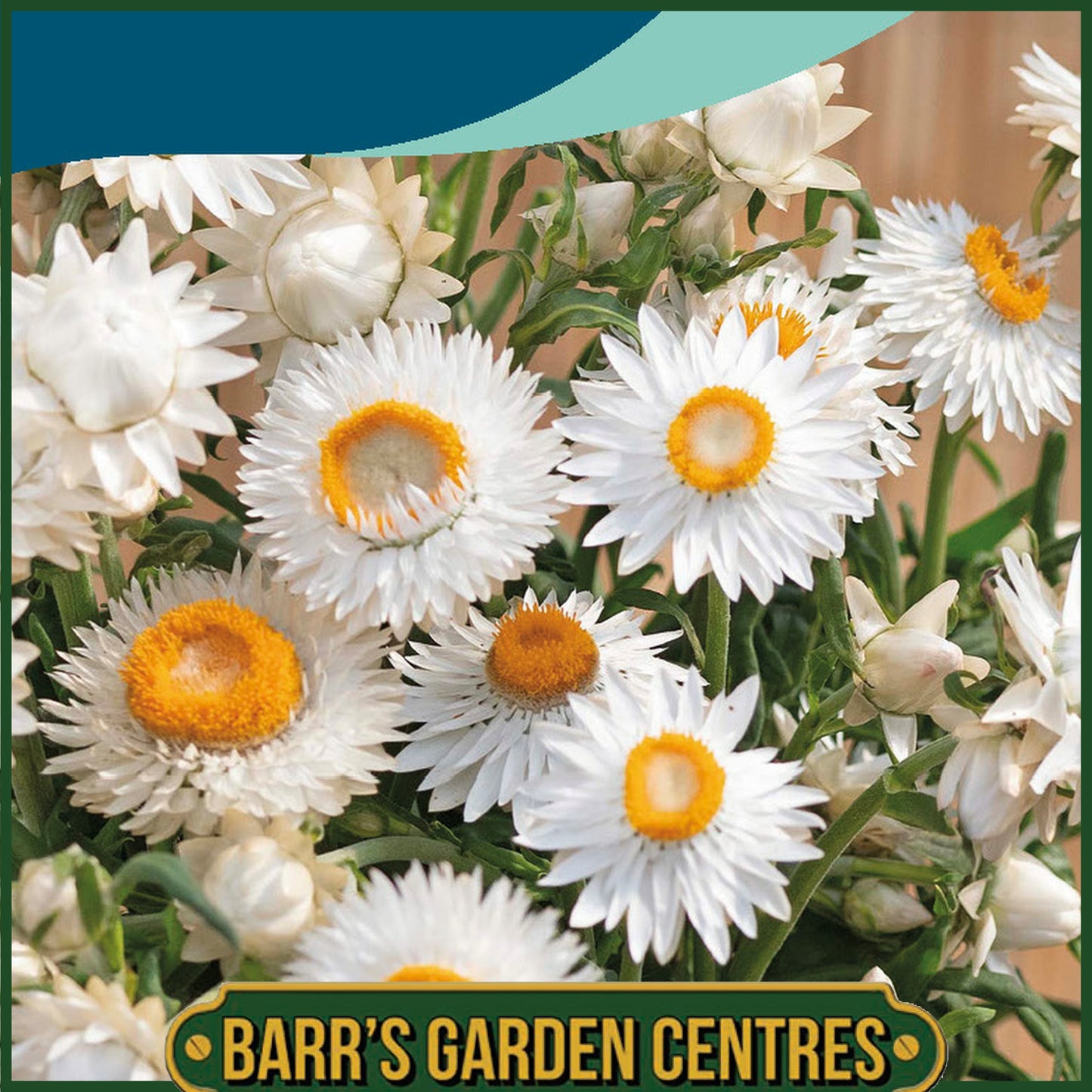Johnsons - Helichrysum Silvery White - 500 Seeds