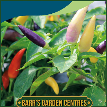 Johnsons - Pepper (hot) Jazz - 10 Seeds