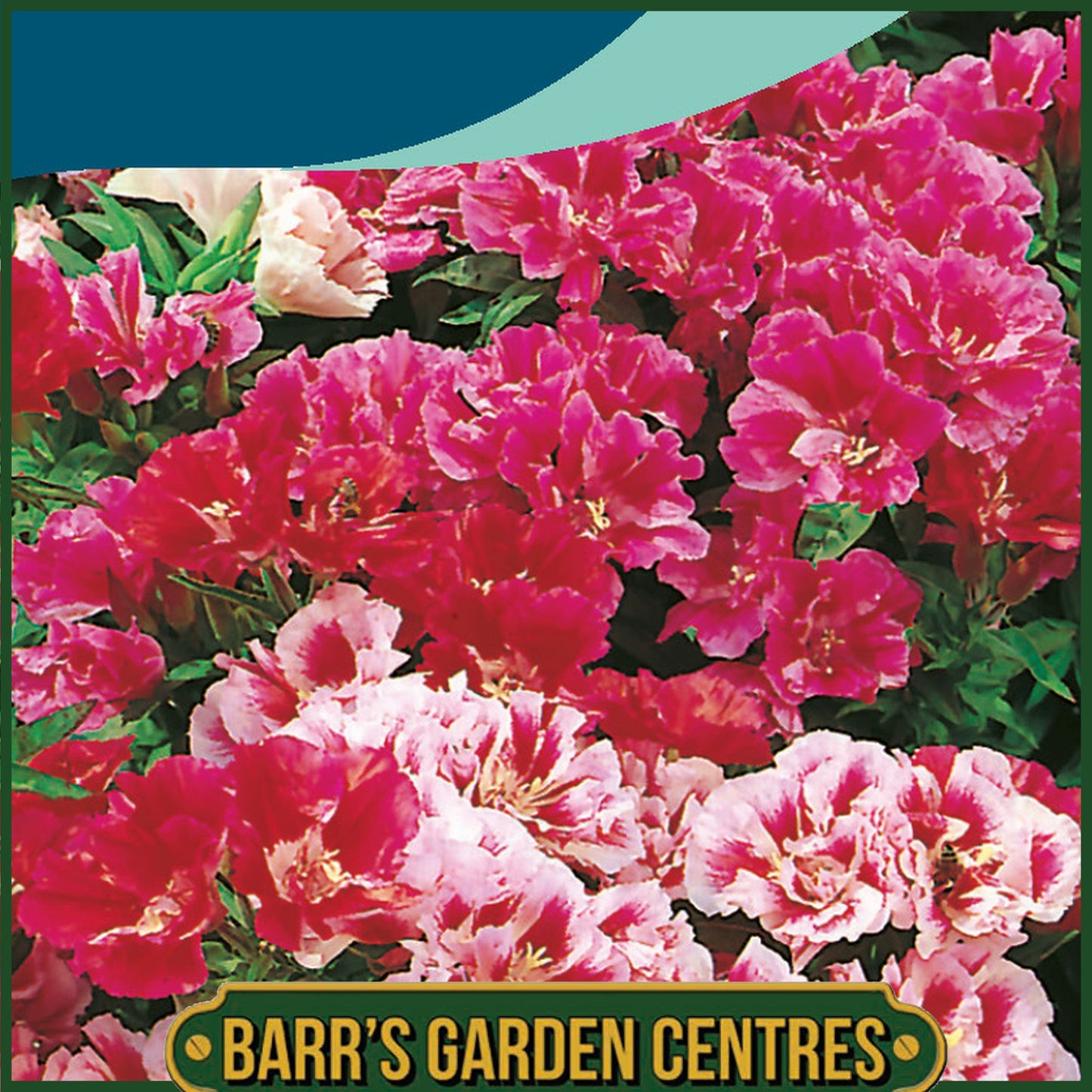 Johnsons - Godetia Azalea Double Mix - 750 Seeds