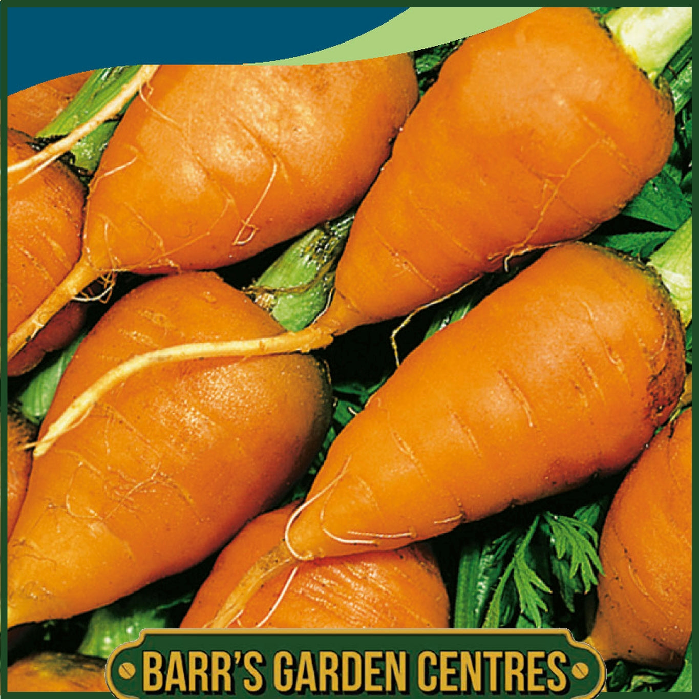 Johnsons - Carrot Royal Chantenay 3 - 1500 Seeds