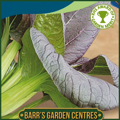 Johnsons - Pak Choi Red Choi F1 - 100 Seeds