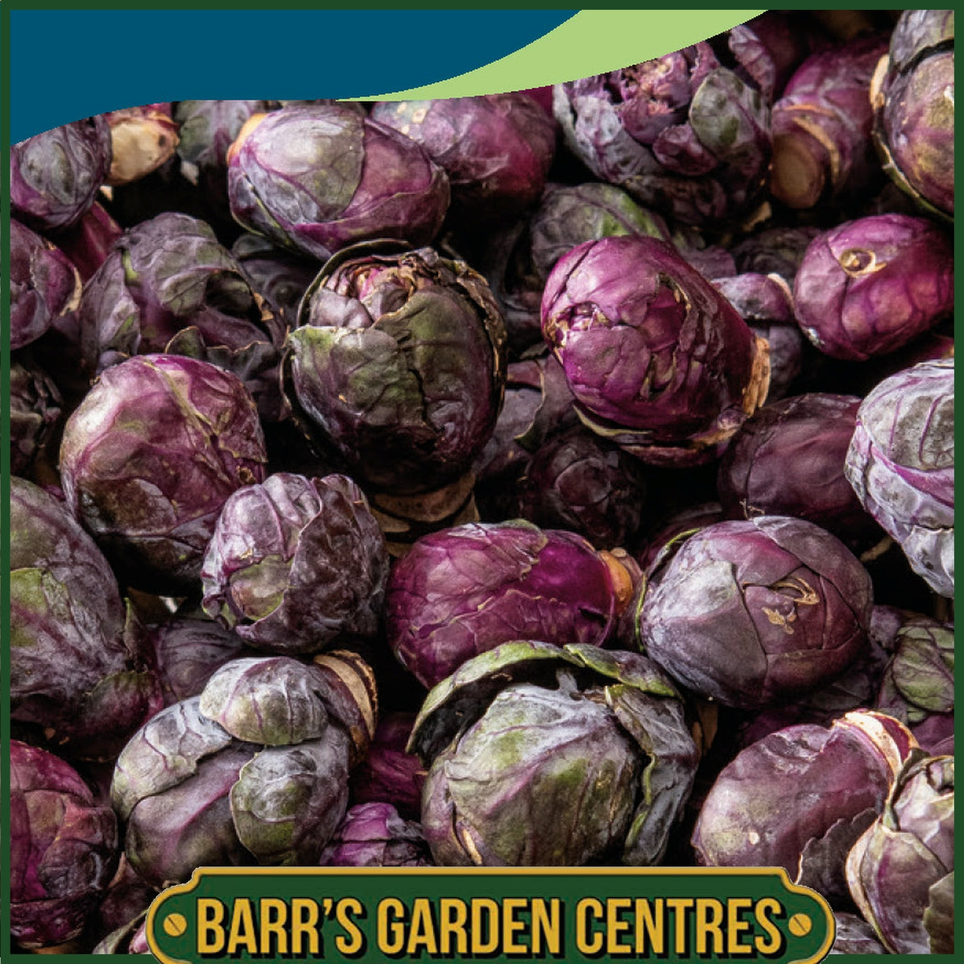 Johnsons - Brussels Sprout Red Bull - 50 Seeds